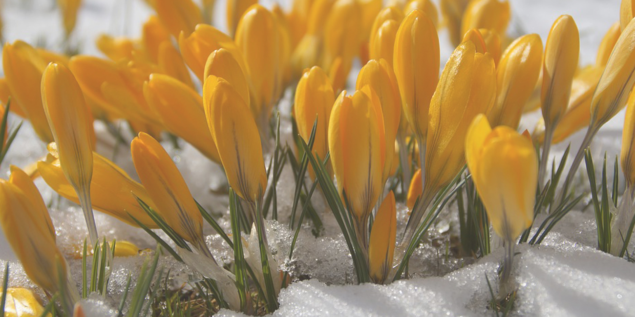 Spring Crocus for Spring Customer Appreciation Sale